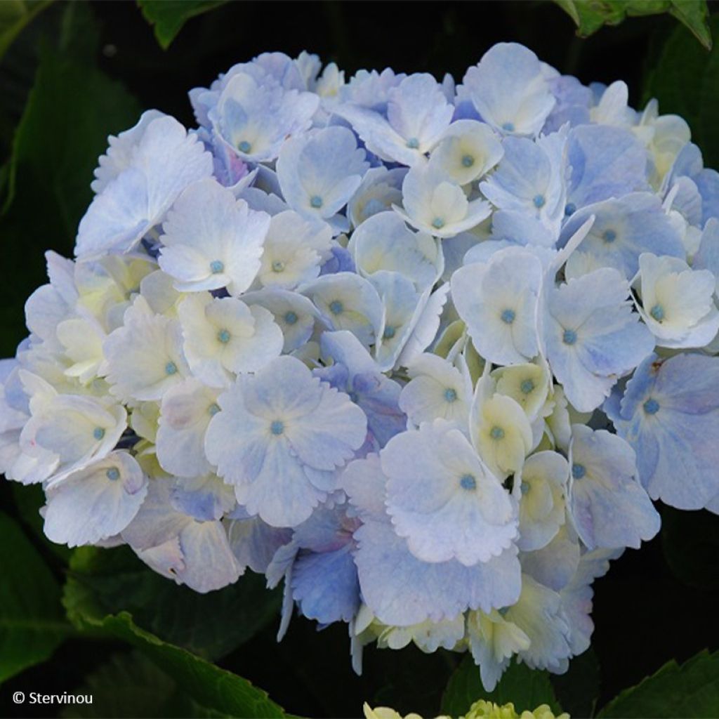 Hydrangea macrophylla Amethyst - Bauernhortensie