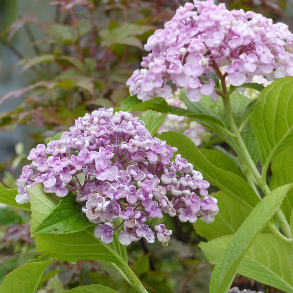 Hydrangea macrophylla Ayesha - Bauernhortensie