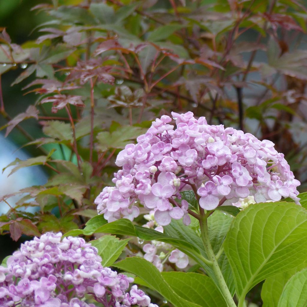 Hydrangea macrophylla Ayesha - Bauernhortensie