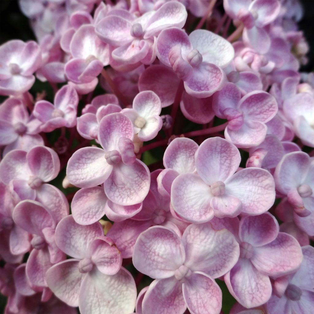 Hydrangea macrophylla Ayesha - Bauernhortensie