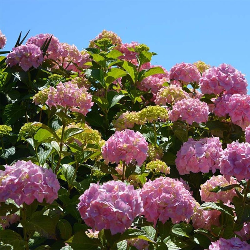 Hydrangea macrophylla Bouquet Rose - Bauernhortensie