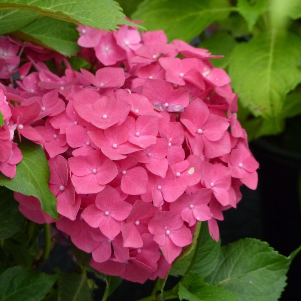 Hydrangea macrophylla Dolce Fragola - Bauernhortensie