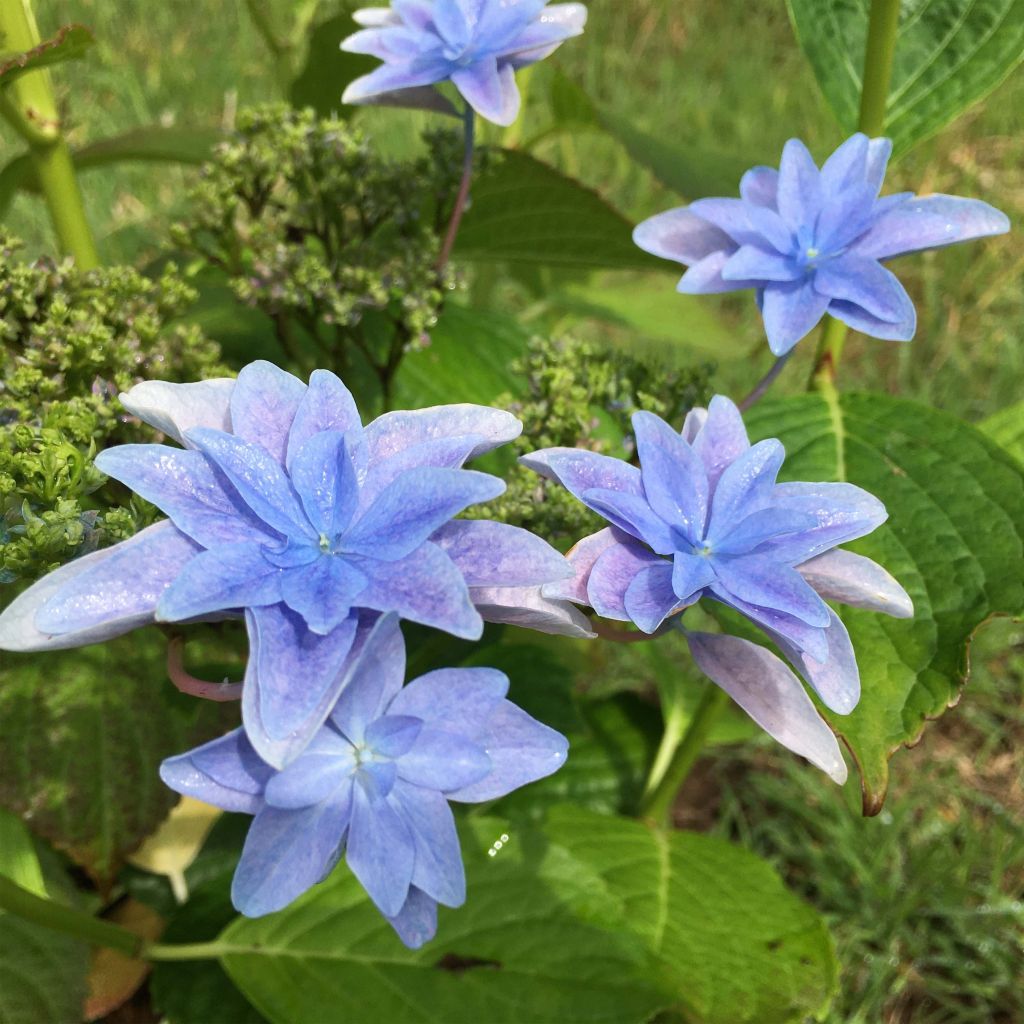 Hydrangea macrophylla Hovaria Elleair Anniversary - Bauernhortensie