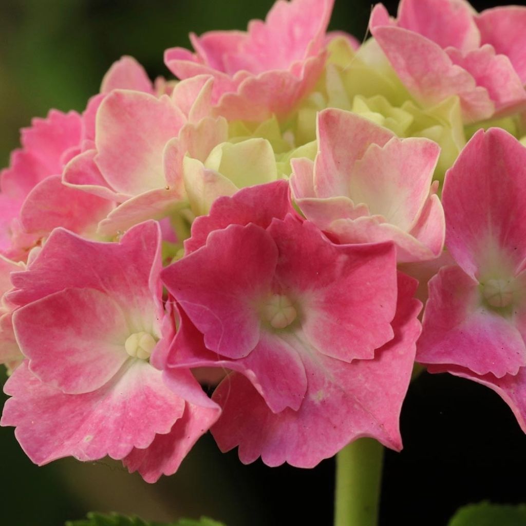 Hydrangea macrophylla Gertrud Glahn - Bauernhortensie