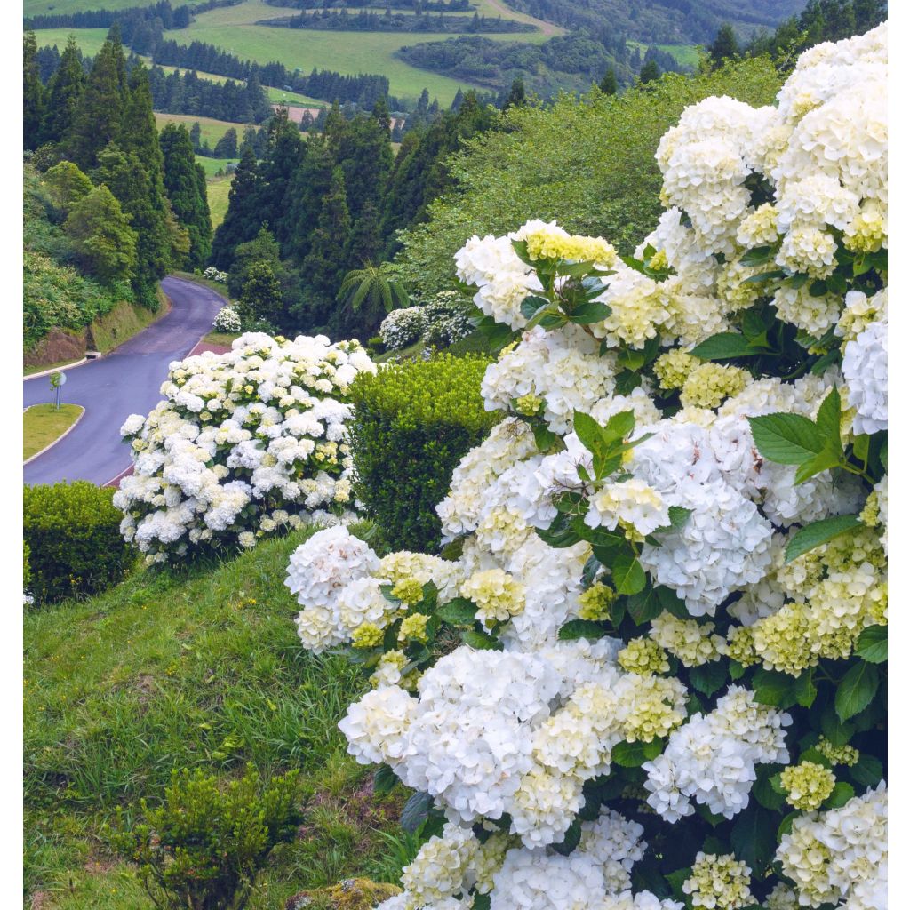 Hydrangea macrophylla Immaculata - Bauernhortensie