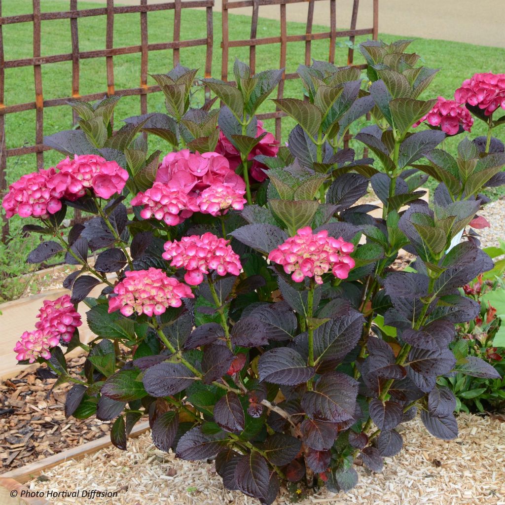 Hydrangea macrophylla Julisa - Bauernhortensie