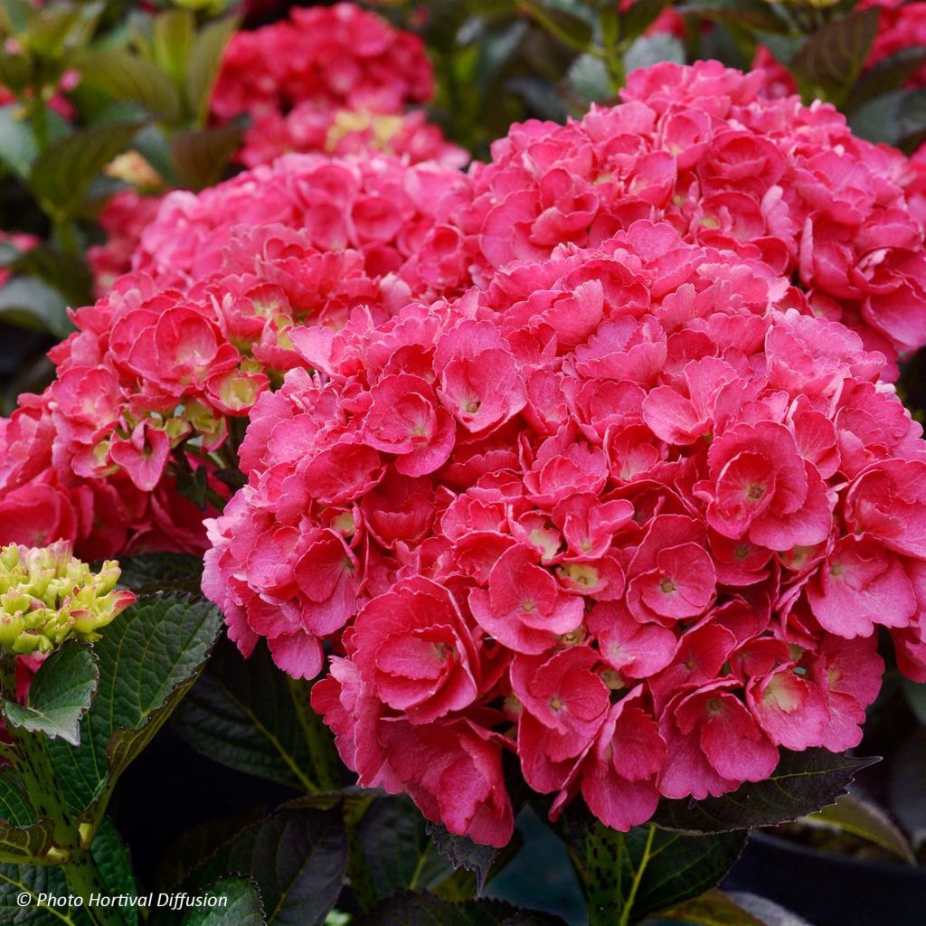 Hydrangea macrophylla Julisa - Bauernhortensie