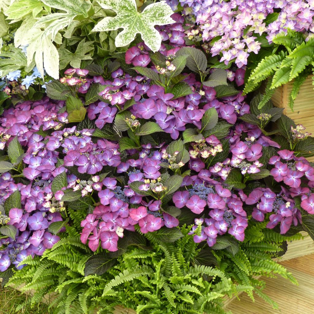 Hydrangea macrophylla Kardinal Violet - Bauernhortensie