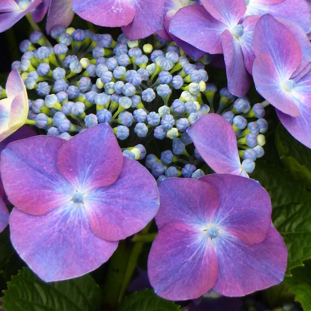 Hydrangea macrophylla Kardinal Violet - Bauernhortensie