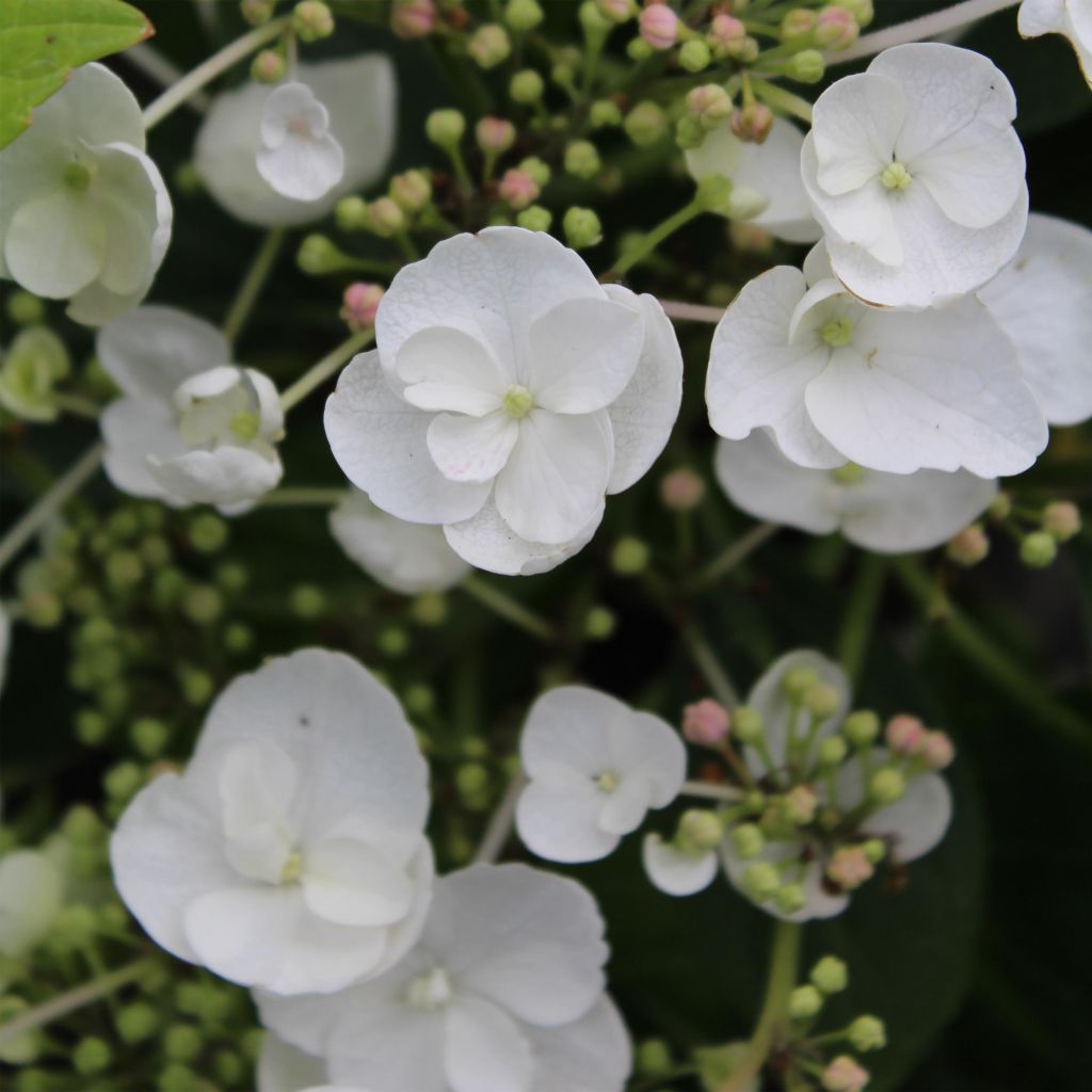 Hydrangea macrophylla Libelle - Bauernhortensie