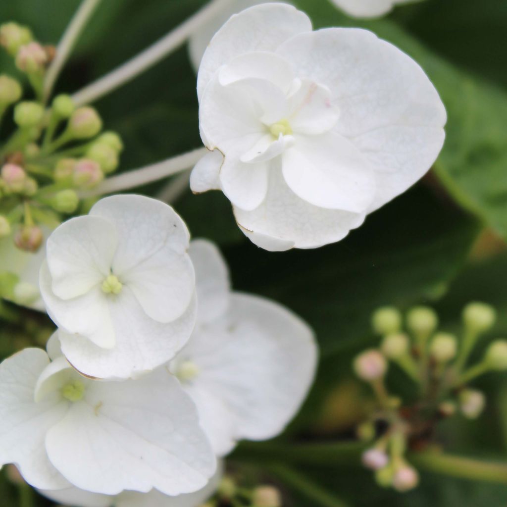 Hydrangea macrophylla Libelle - Bauernhortensie