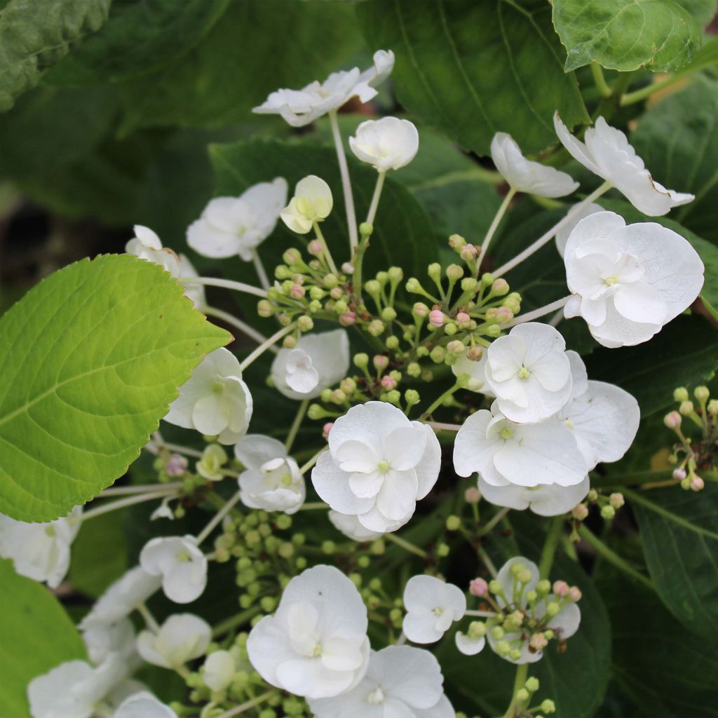 Hydrangea macrophylla Libelle - Bauernhortensie