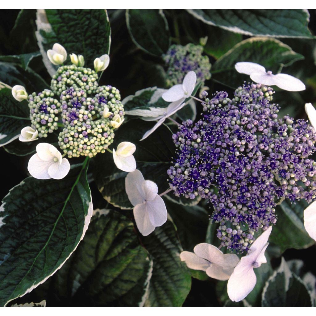 Hydrangea macrophylla Light'o'Day - Bauernhortensie