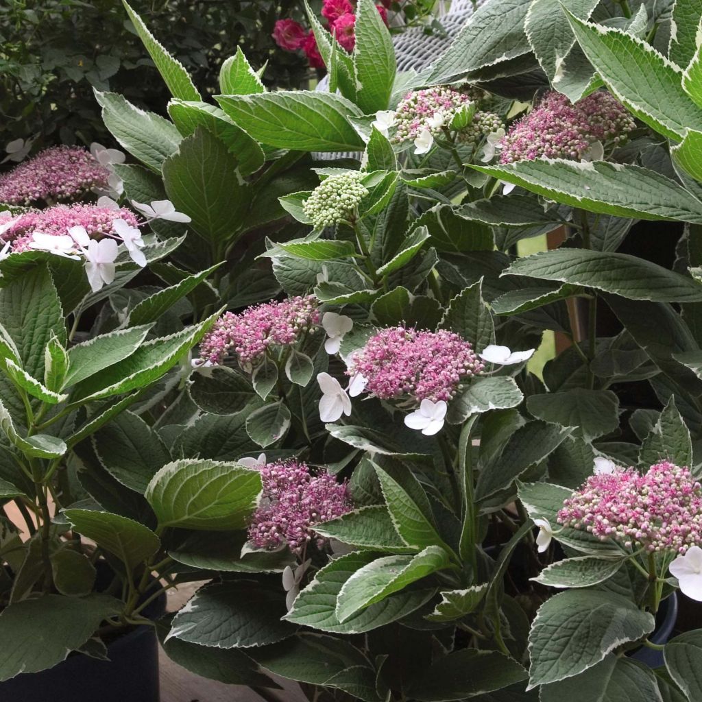 Hydrangea macrophylla Light'o'Day - Bauernhortensie