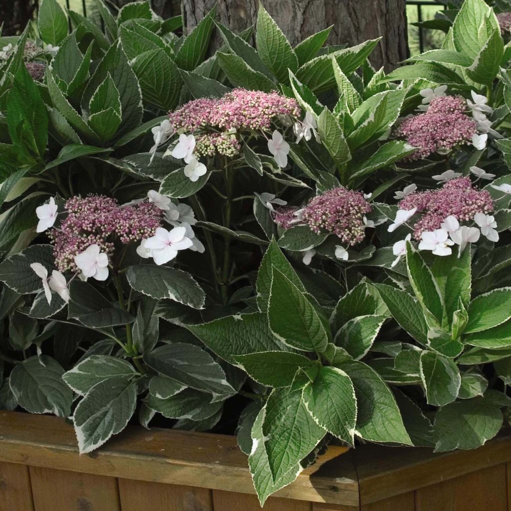 Hydrangea macrophylla Light'o'Day - Bauernhortensie