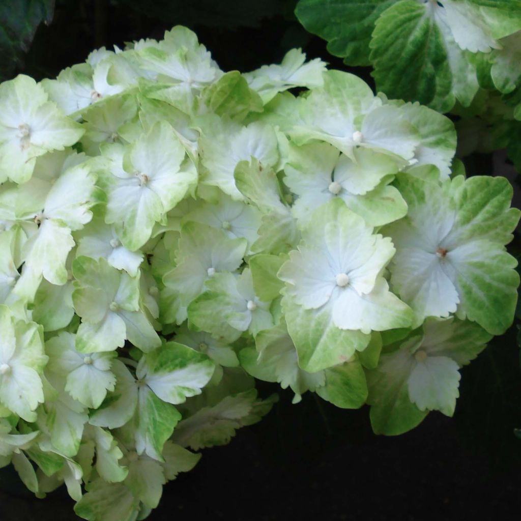 Hydrangea macrophylla Magical Jade - Bauernhortensie