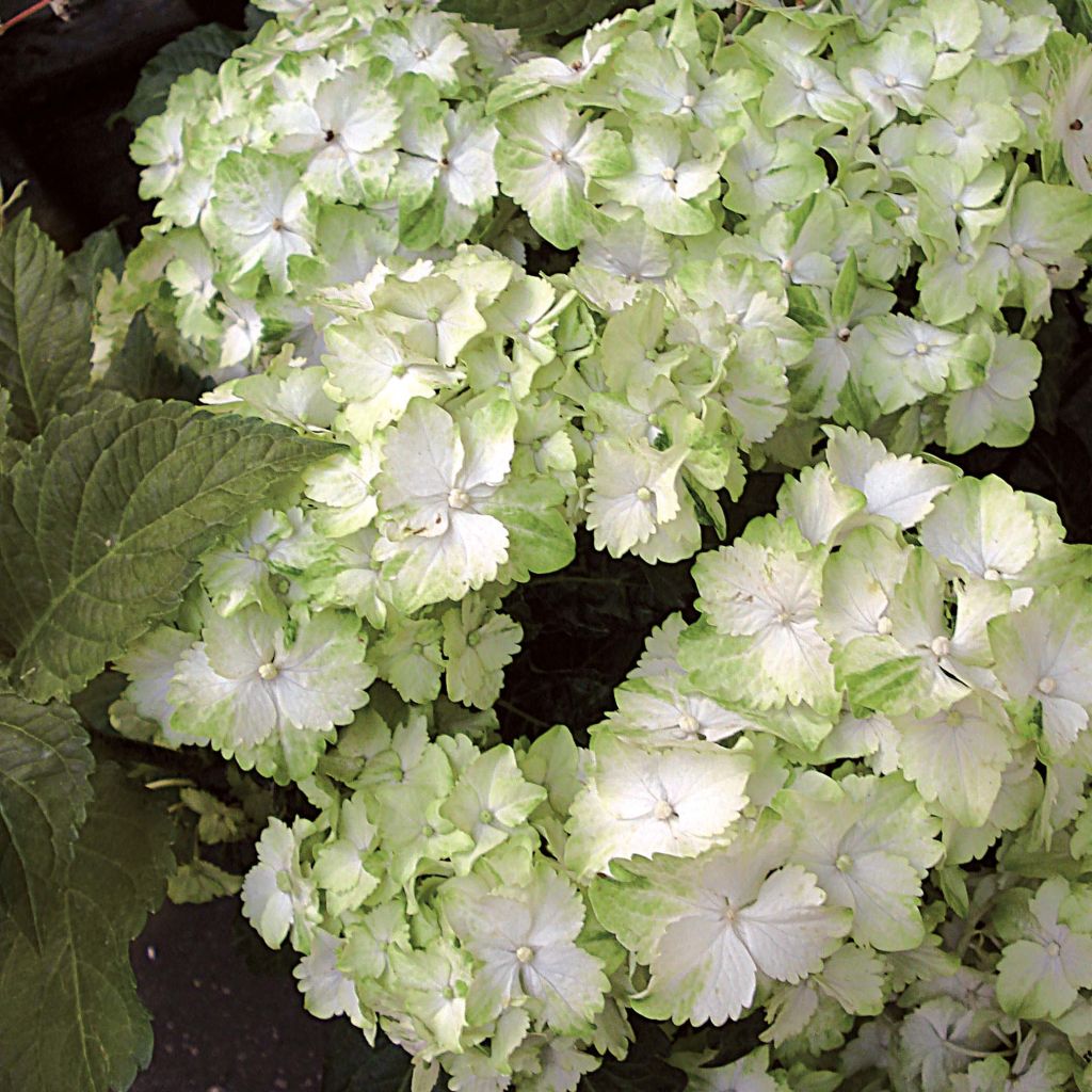 Hydrangea macrophylla Magical Jade - Bauernhortensie