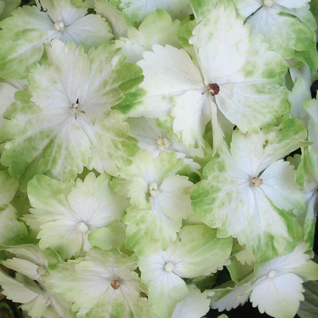 Hydrangea macrophylla Magical Jade - Bauernhortensie