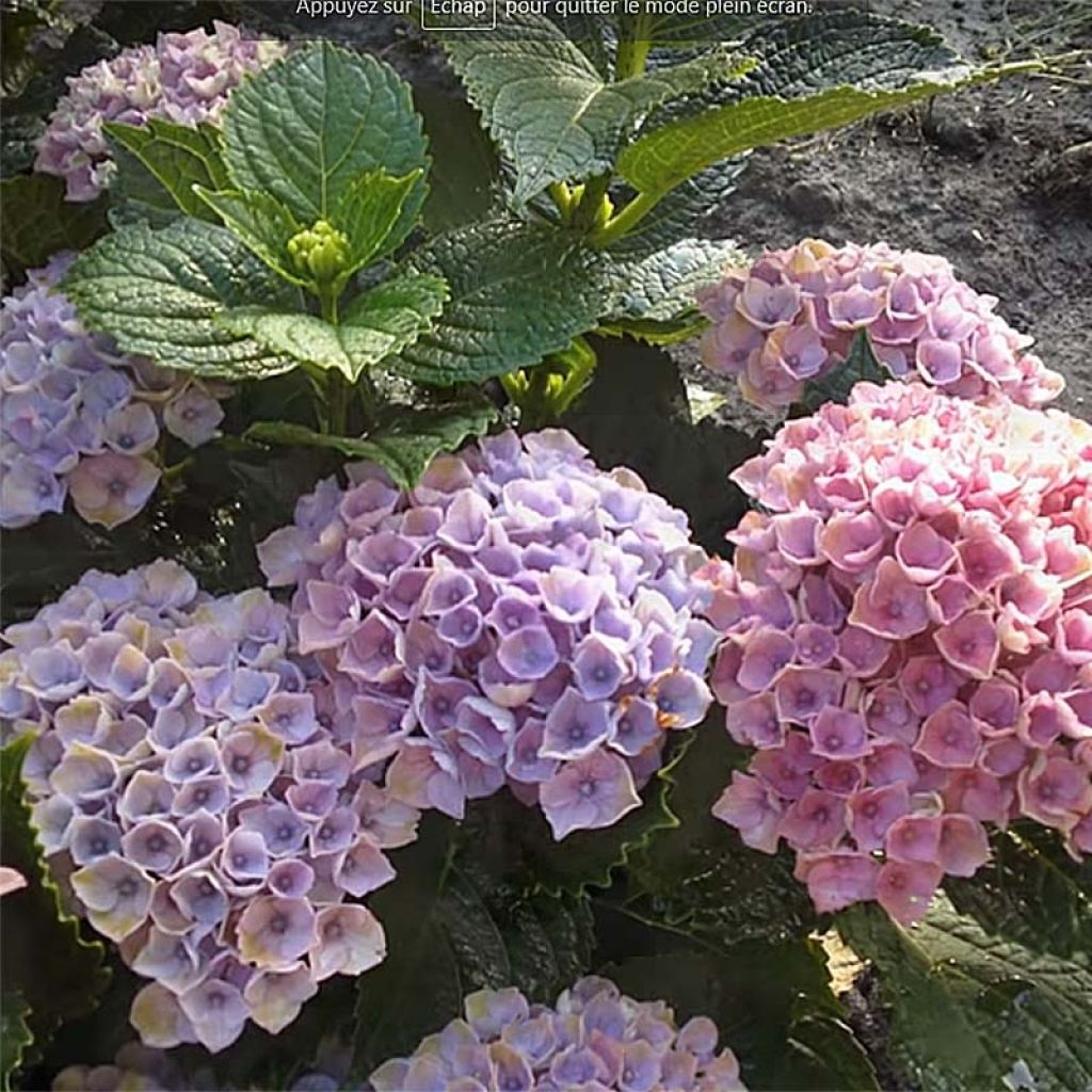 Hydrangea macrophylla Magical Revolution Bleu - Bauernhortensie