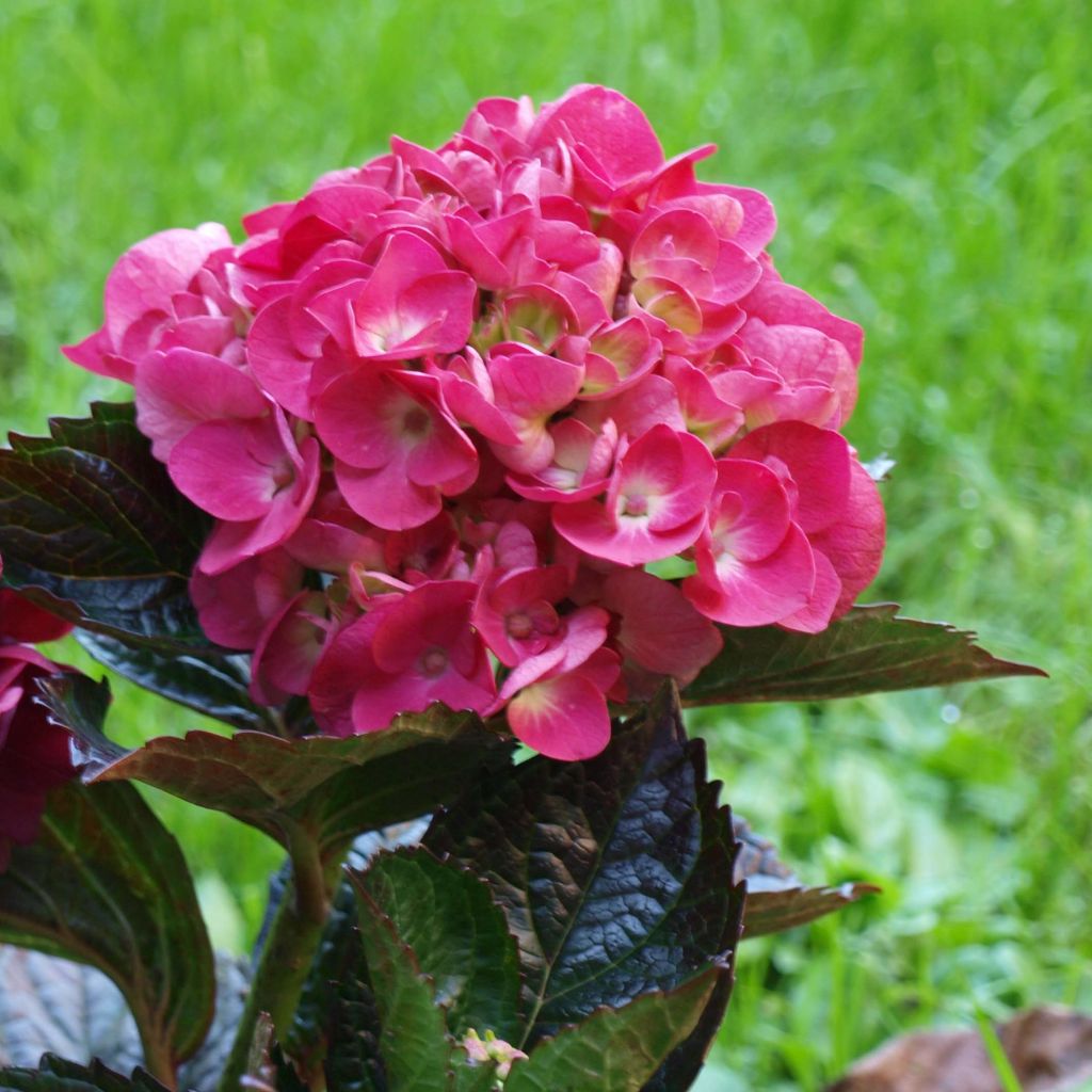 Hortensia - Hydrangea macrophylla Merveille Sanguine