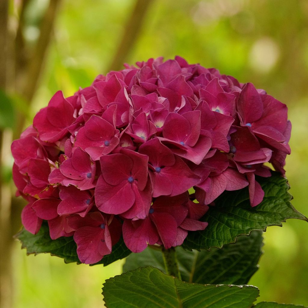 Hydrangea macrophylla Merveille Sanguine - Bauernhortensie