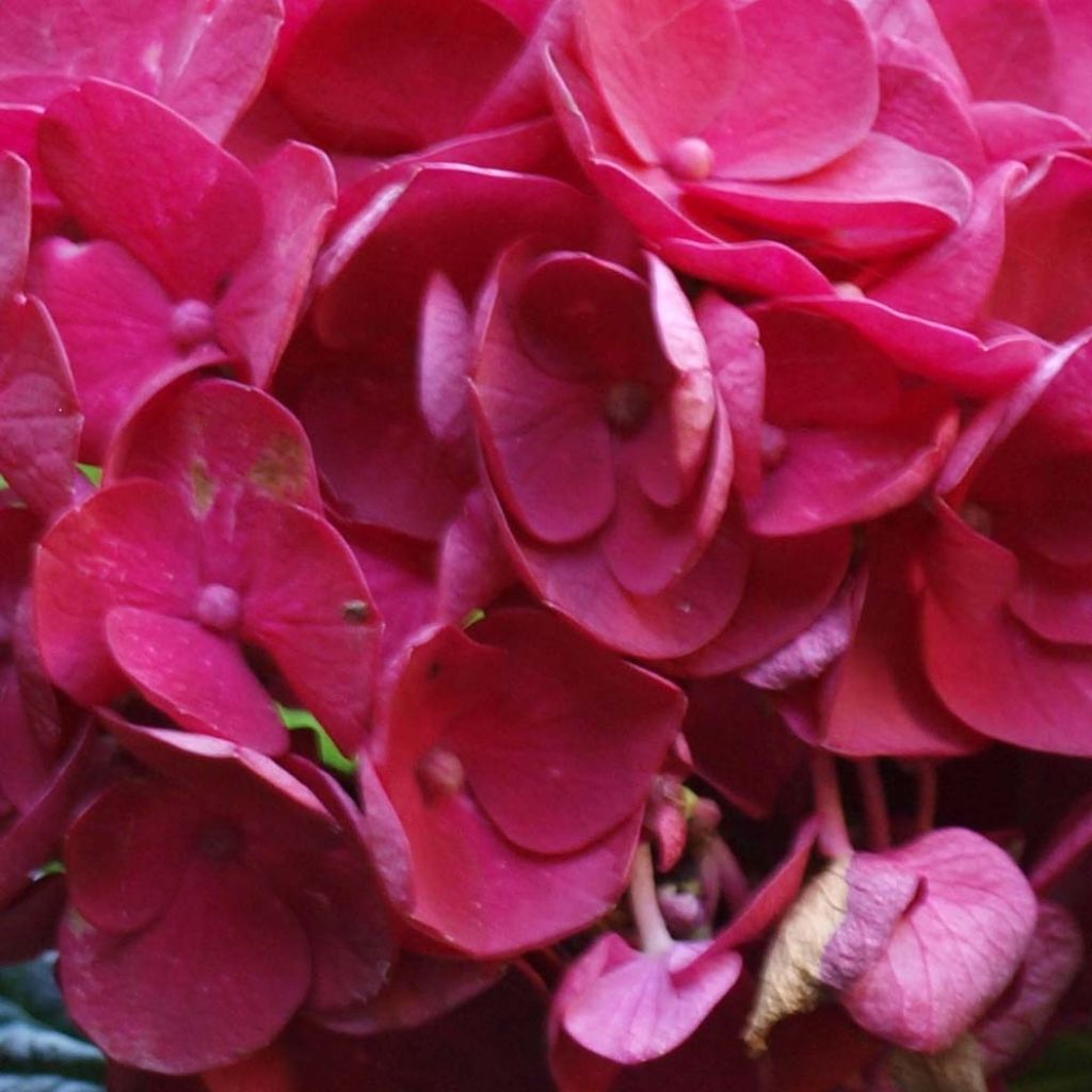 Hydrangea macrophylla Merveille Sanguine - Bauernhortensie