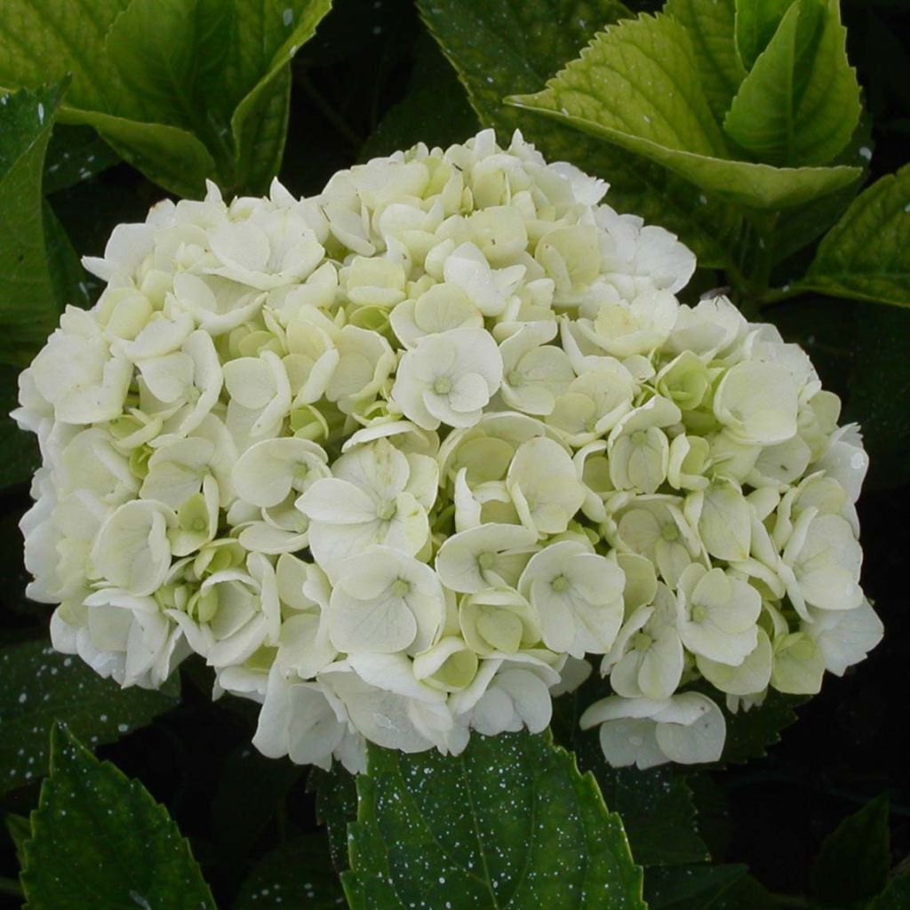 Hydrangea macrophylla Mme Emile Mouillière - Bauernhortensie