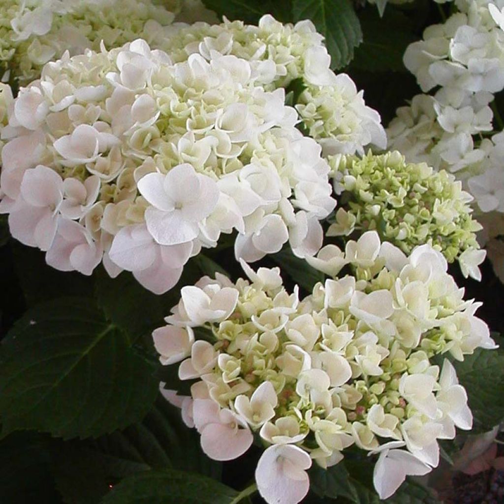 Hydrangea macrophylla Mme Emile Mouillière - Bauernhortensie