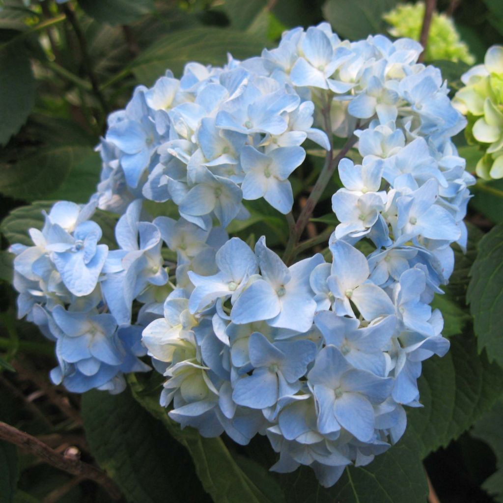 Hydrangea macrophylla Nikko Blue - Bauernhortensie