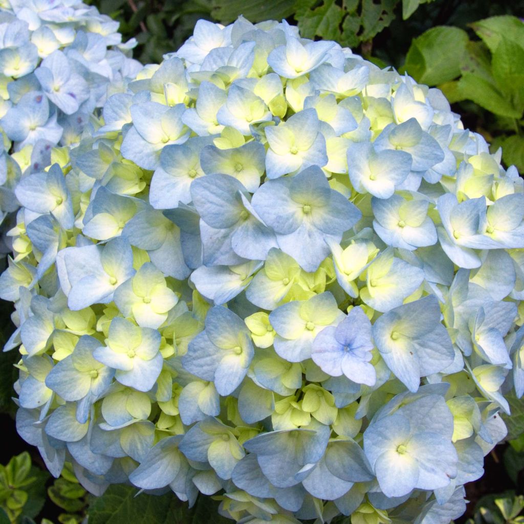 Hydrangea macrophylla Nikko Blue - Bauernhortensie