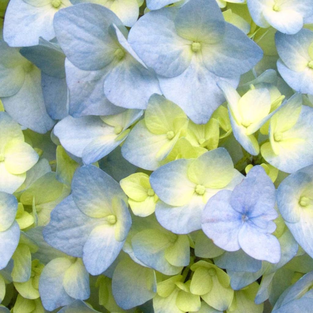 Hydrangea macrophylla Nikko Blue - Bauernhortensie