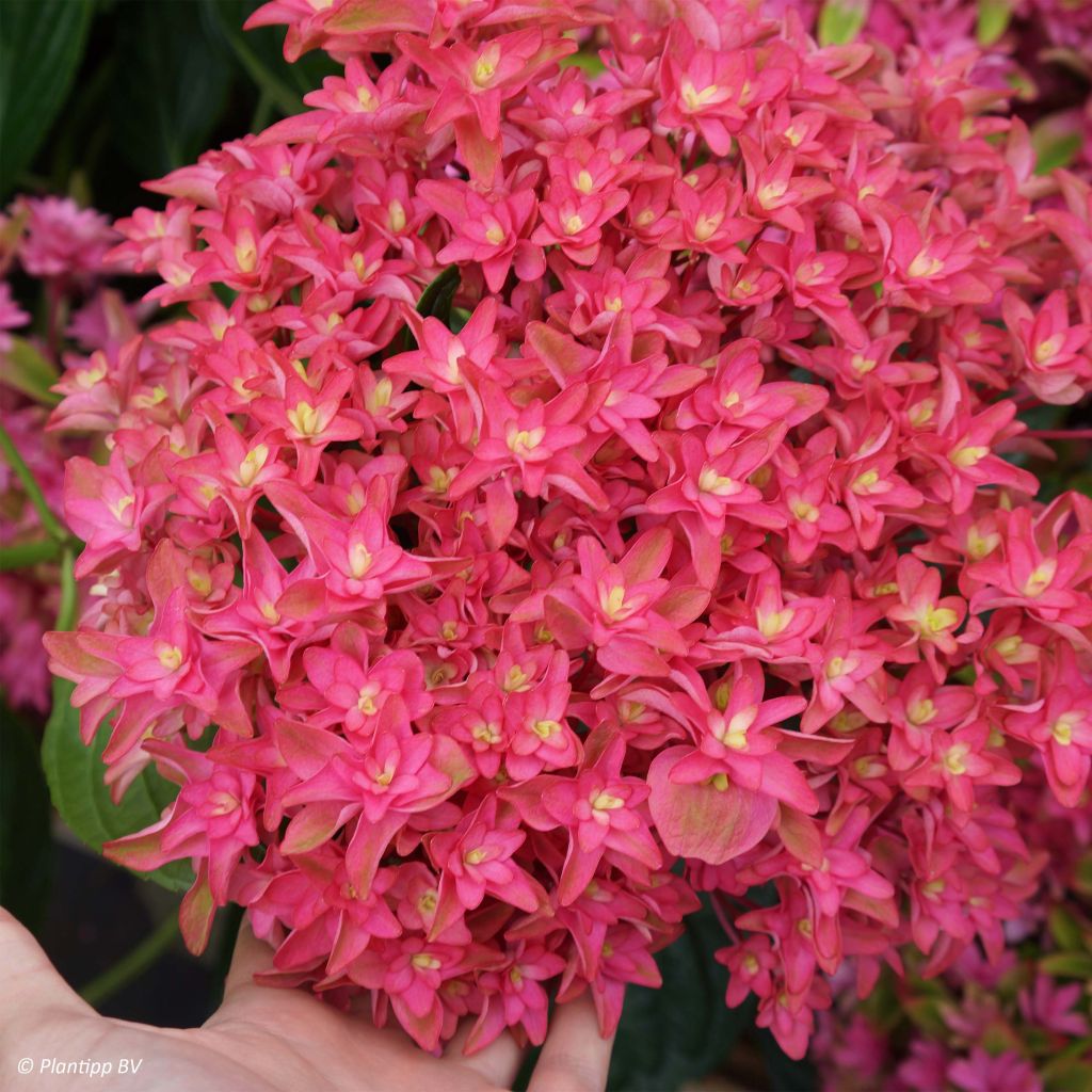 Hydrangea macrophylla Princess Diana - Bauernhortensie