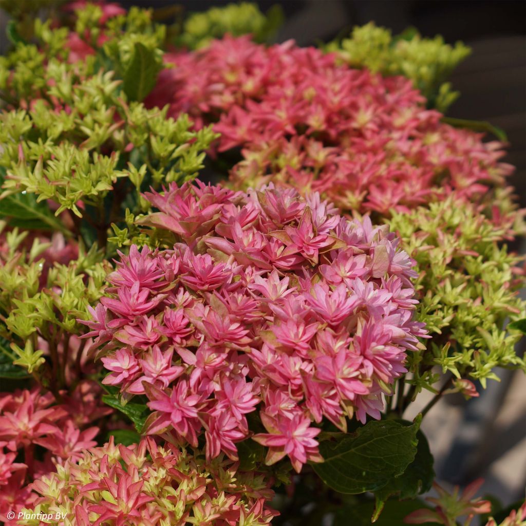 Hydrangea macrophylla Princess Diana - Bauernhortensie