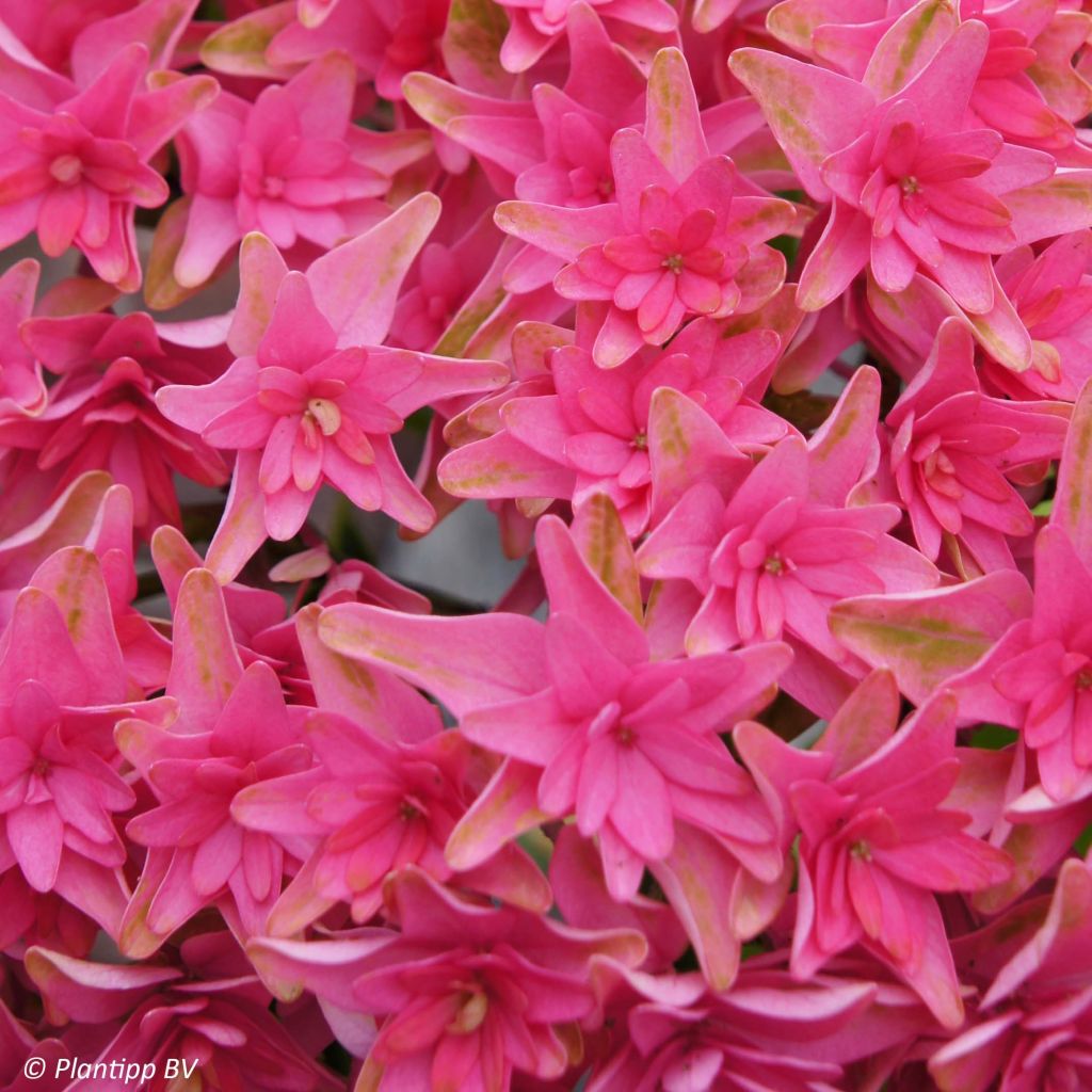 Hydrangea macrophylla Princess Diana - Bauernhortensie