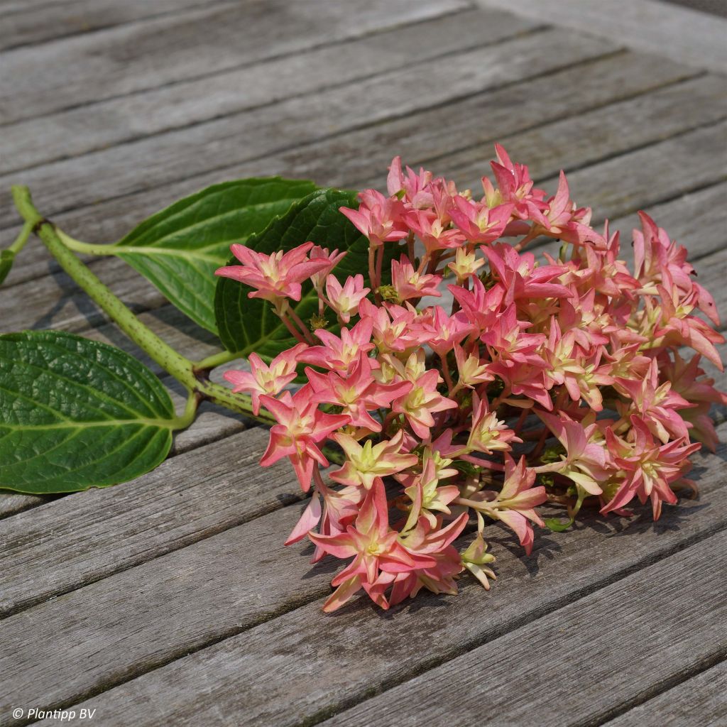 Hydrangea macrophylla Princess Diana - Bauernhortensie