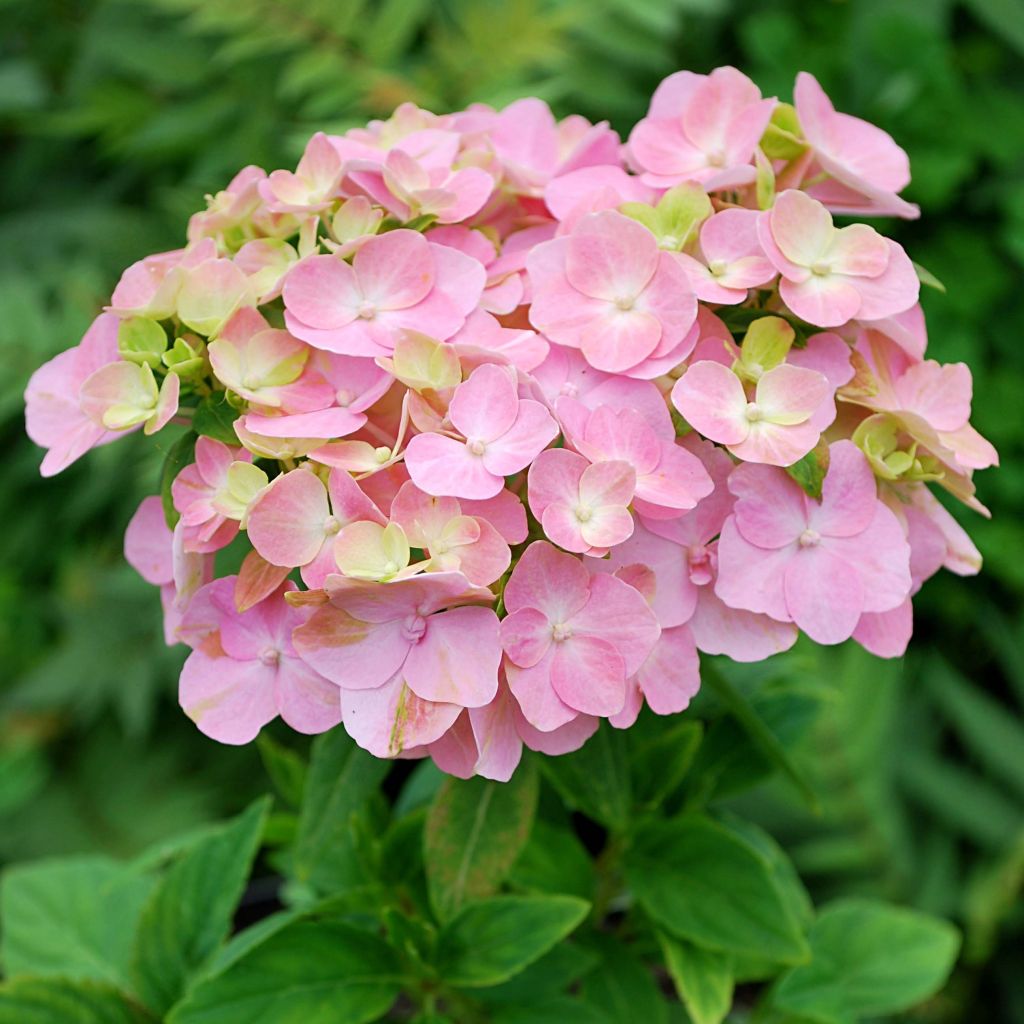 Hydrangea macrophylla So Long Rosy - Bauernhortensie