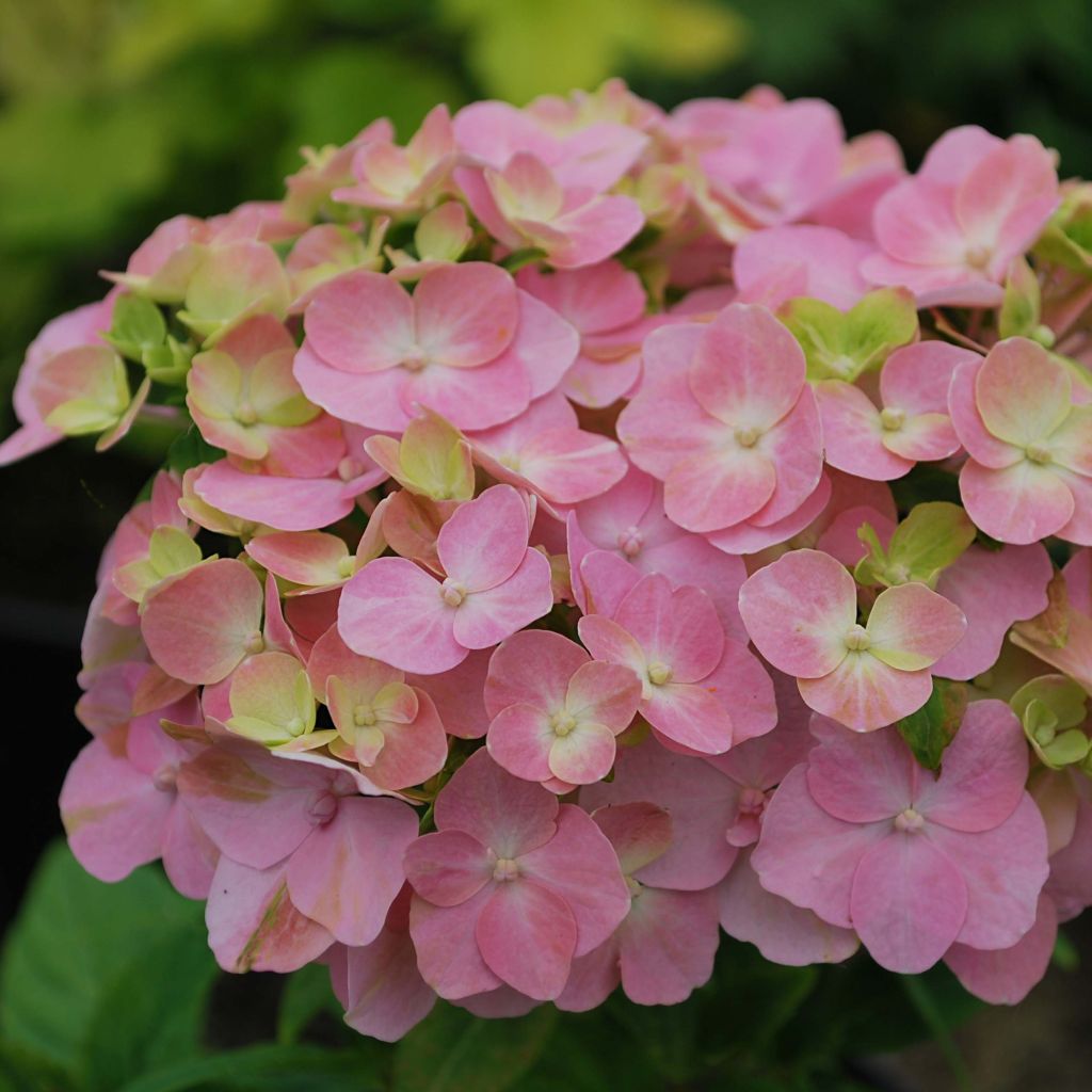 Hydrangea macrophylla So Long Rosy - Bauernhortensie