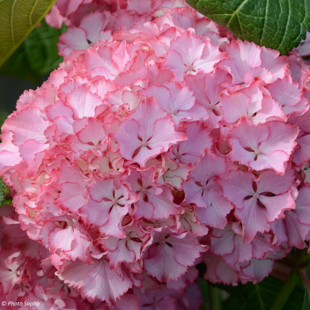 Hydrangea macrophylla So Long Sunny - Bauernhortensie