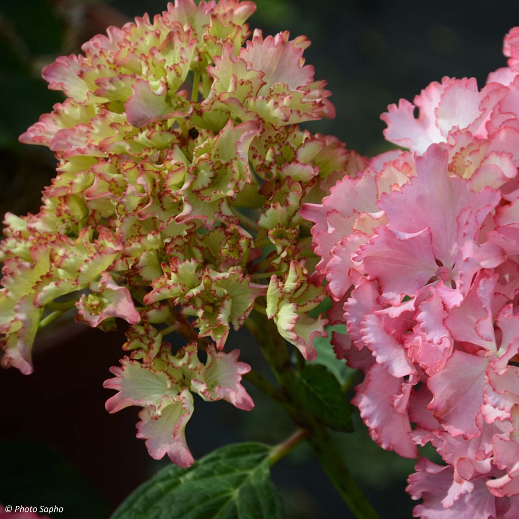 Hydrangea macrophylla So Long Sunny - Bauernhortensie