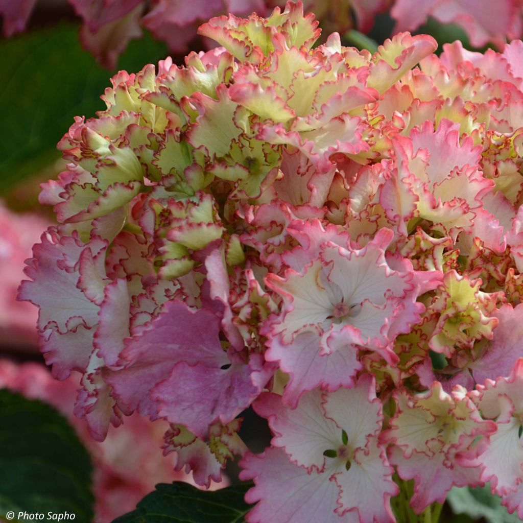 Hydrangea macrophylla So Long Sunny - Bauernhortensie