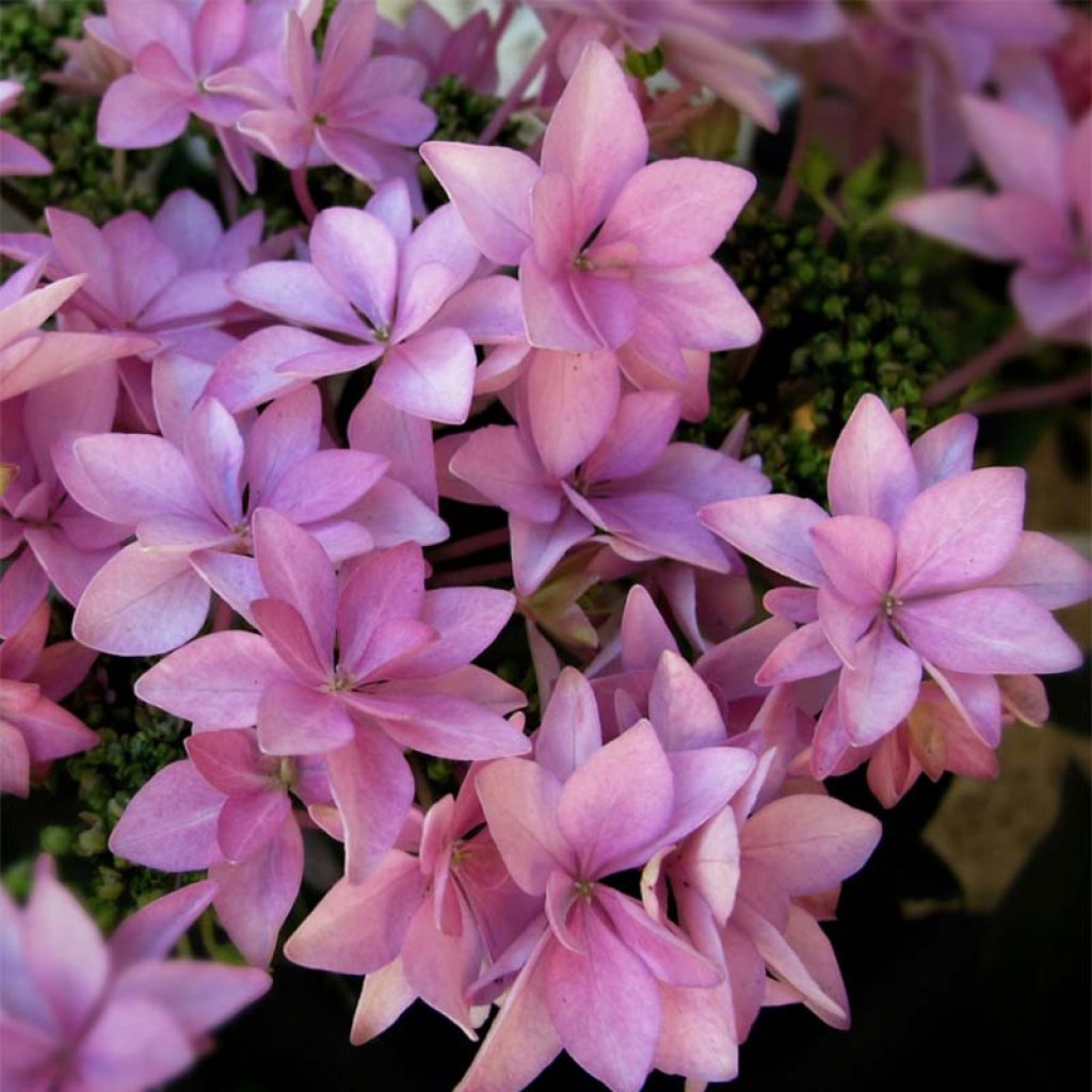 Hydrangea macrophylla You and Me Romance - Bauernhortensie