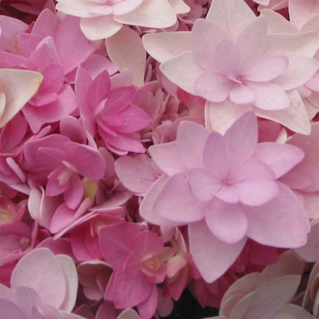 Hydrangea macrophylla You and Me Romance - Bauernhortensie