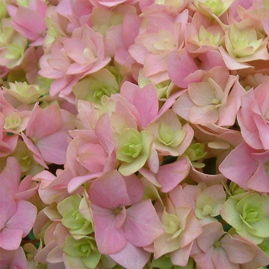 Hydrangea macrophylla You and Me Together - Bauernhortensie