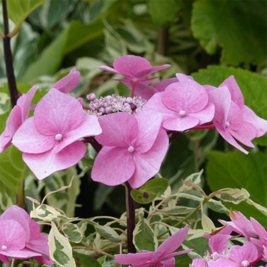 Hydrangea macrophylla Zorro - Bauernhortensie