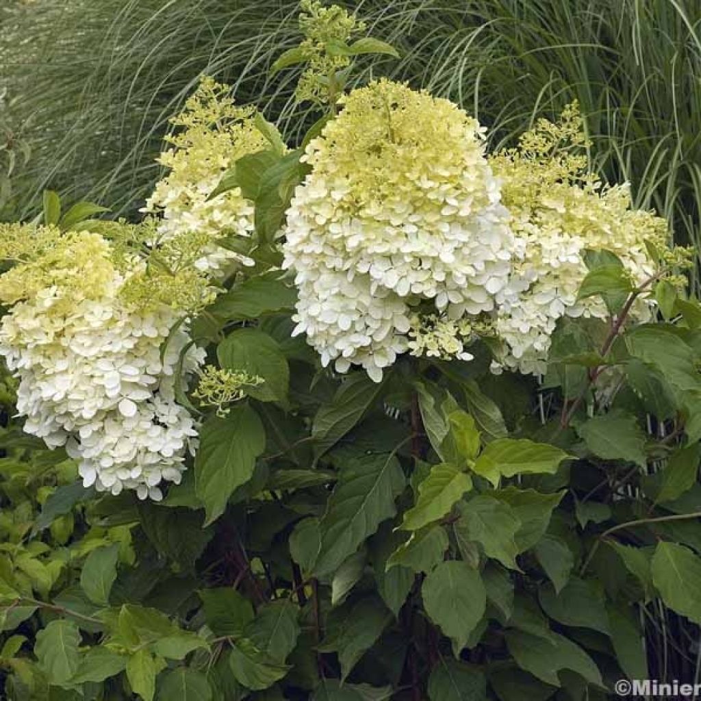 Hortensia - Hydrangea paniculata Phantom en pot de 10 L