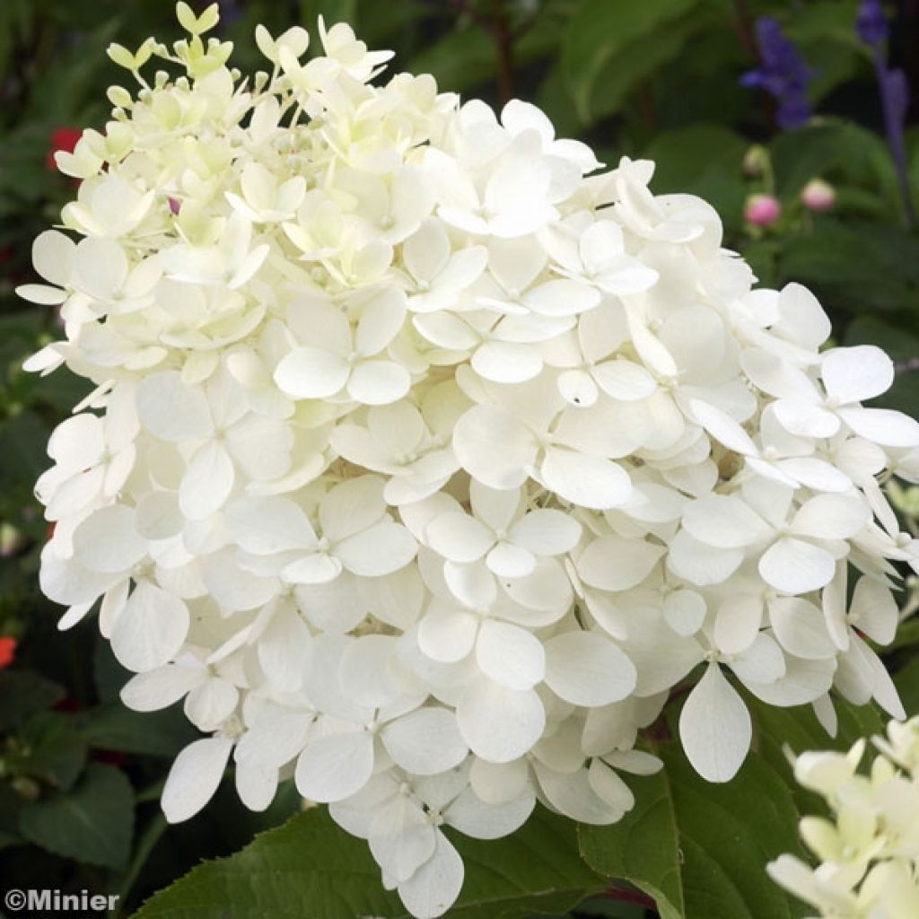 Rispenhortensie Phantom - Hydrangea paniculata