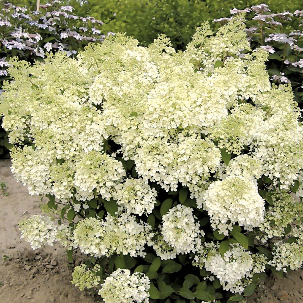 Rispenhortensie Bobo - Hydrangea paniculata