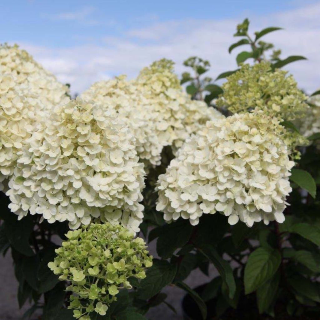 Rispenhortensie Bobo - Hydrangea paniculata