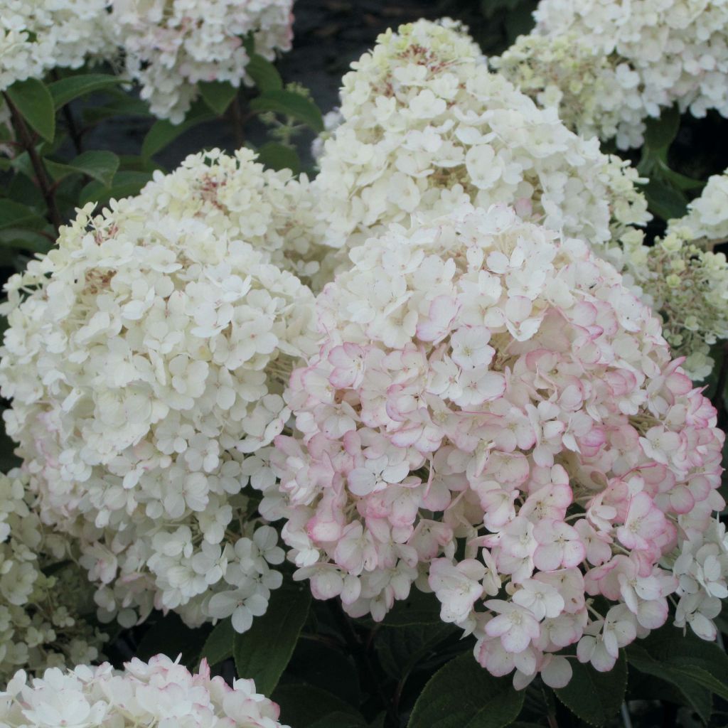 Rispenhortensie Bobo - Hydrangea paniculata