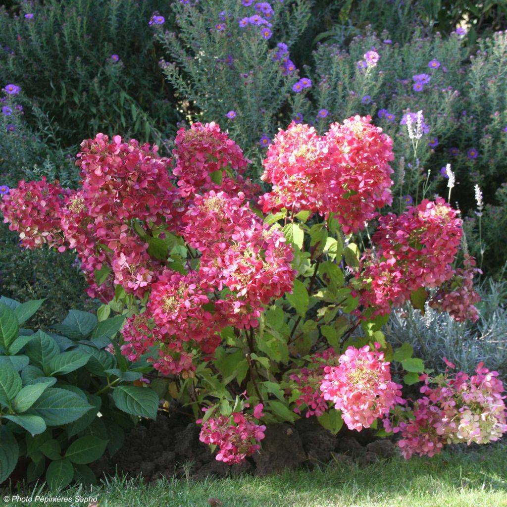 Rispenhortensie Diamant Rouge - Hydrangea paniculata